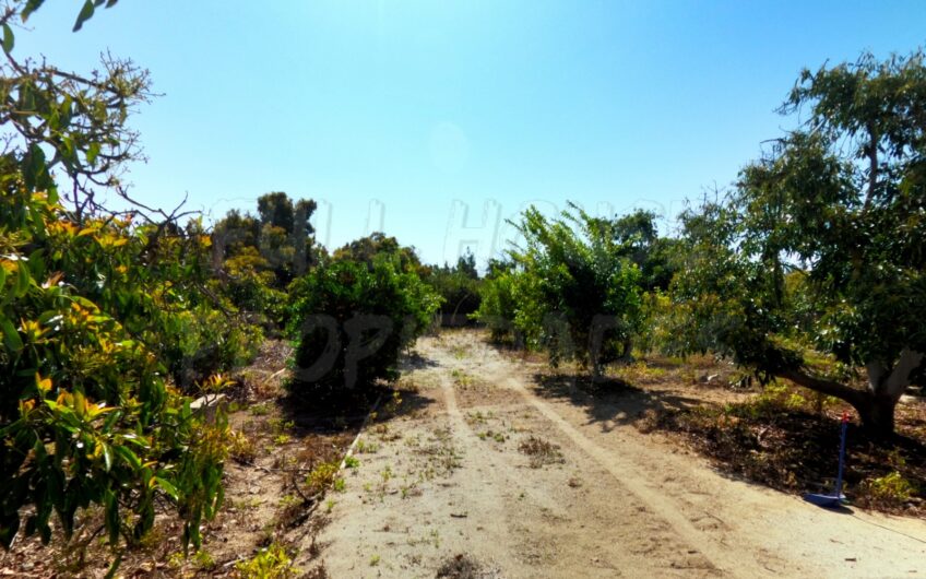 LIMACHE, PARCELA EN LLIU LLIU